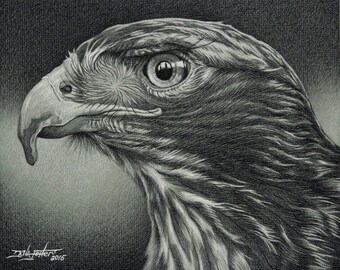 Red Tail Hawk Giclee Print