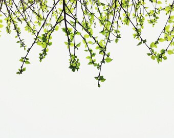 Botanical Bliss - Fine Art Photography