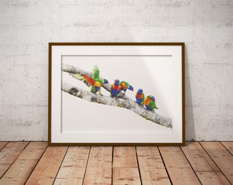 A3 Rainbow Lorikeets Print - Australian Bird Print - Australian Wildlife Print - Australian Native - Bird Print