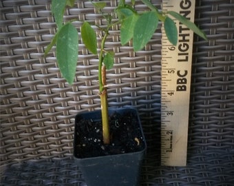 Katuk – Sauropus androgynus (1) live plant