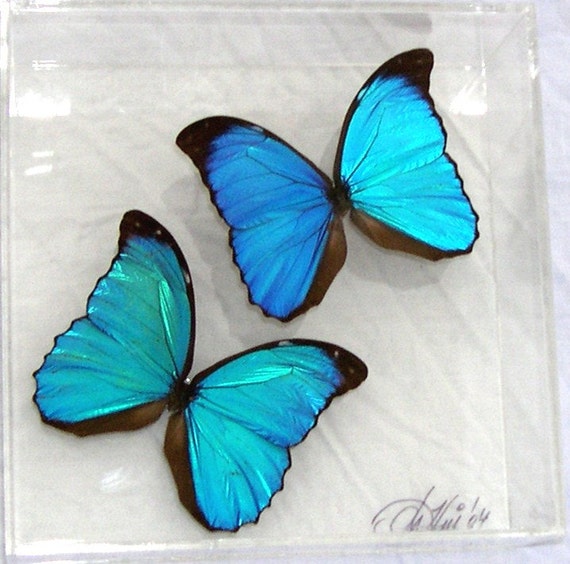 menelaus 7x7 panel with two butterflies