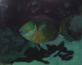 Parrotfish Male