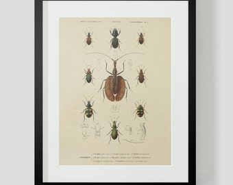 Insect Coleopteres Entomology Plate 2