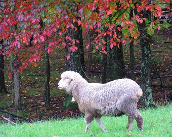 Lamb Photograph Animal Photography 5x7 Fall Color Nature Photo Autumn Wool