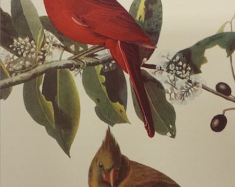 Vintage 1950's Audubon Print of Cardinals, Commentary by Roger Tory Peterson, Ornithology, Rustic Decor, Vintage Bird Print