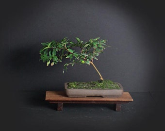Jabaticaba bonsai tree, Fruiting collection from LiveBonsaiTree
