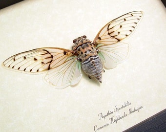 Real Ghost Cicada Conservation Quality Framed Display 2169