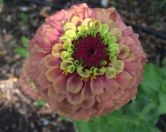 Zinnia Queen Red Lime 15 seeds