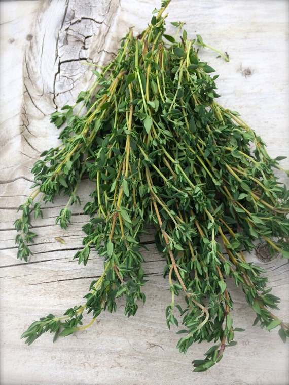 English Thyme Heirloom Culinary Herb with Medicinal Qualities