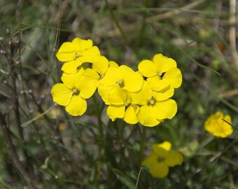 50 Alyssum montanum Seeds, Berggold Seeds