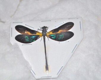 OVERSTOCK: Teal Glittering Damselfly, Real Dragonfly Euphaea variegata