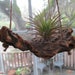 Driftwood Air Plant Hanging Holder * Swinging"Nautical Style"
