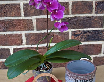 3d printing Gundis orchid ring and flower ring according to customer request