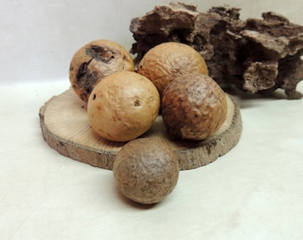 5 Piece collection Oak Gall's 24 to 26 grams, Oddity ~ Woodland Forest decor ~ Natural History Collection ~ Curiosity Cabinet18