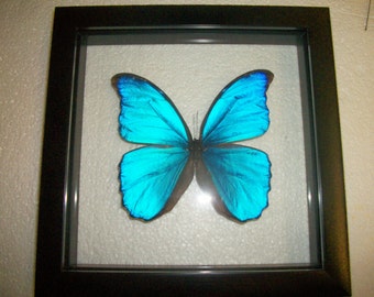 XL Size Blue Morpho Butterfly