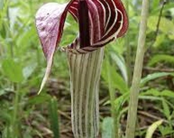 WF)~JACK-in-the-PULPIT~Seeds!!~~~~~Stunning in Your Shady Woodland Garden!
