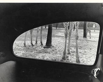 Drive-Thru Zoo, New Jersey (Giraffe) Captured in 1978 by Ken Graves - Black and White Photo Postcard