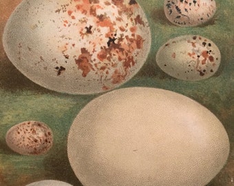 Antique Original Print 1901 British Birds Eggs