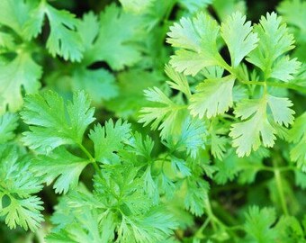 Cilantro Seeds Non GMO Heirloom (coriander)