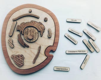 Animal cell model, wooden cell model