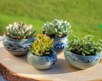 Cute small blue and white porcelain succulent and flower planter with drain hole