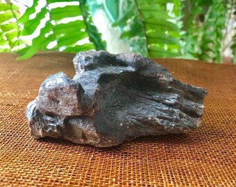 Petrified Wood Specimen