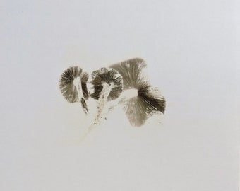 Psathyrella candolleana spore print.