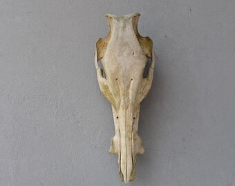 Hog Skull Real Skull, Wild Boar Natural Found Taxidermy Curiosities Collection Teeth Animal Anatomy
