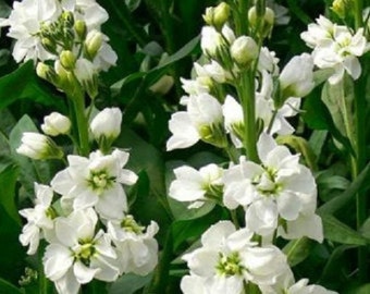 Vintage White Stock Matthiola Flower Seeds / Annual 50+