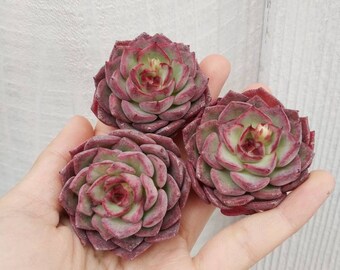 One Echeveria Dancing Bird Korean Rare Succulent 1.5”