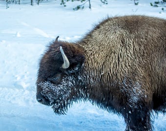 American Bison in Yellowstone National Park