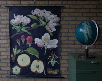 Vintage Pull down School Chart Apple Tree by Jung Koch Quentell