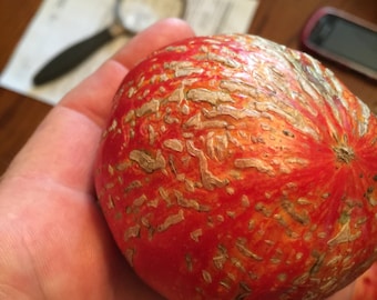 7 German Feurwerks Tomato Seeds-1335