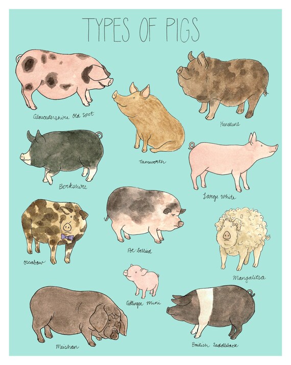 Items similar to Types of Pigs print,16x20 with light teal background ...