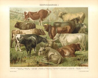 1897 Cattle Breeds, Bulls, Cows, Oxen Original Antique Chromolithograph to Frame