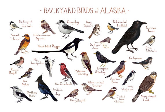 Alaska Backyard Birds Field Guide Art Print / Watercolor