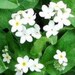 30+ Pure White Heirloom Forget-Me-Not / Perennial Flower Seeds