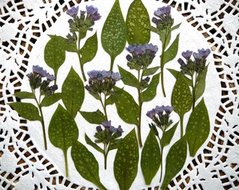 Dried pressed Bethleghem lungwort leaves and flowers