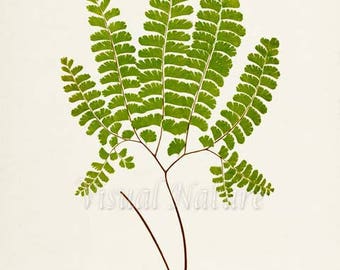 Five Fingered Fern Art Print, Botanical Art Print, Fern Wall Art, Fern Print, Botanical Print, green art print