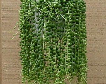 String Of Pearls (set of 5 cuttings) Succulent Cactus Senecio, easy to root