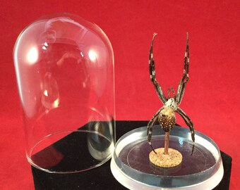 1 LARGE Entomology/taxidermy Garden Spider glass dome display-insect-arachnid