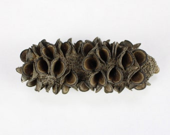 2.5"-4" Banksia Pods dried seed pod for wood working etc