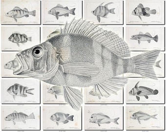 FISHES-41-bw Collection of 149 vintage images Perch Carp Common Pomotis pictures High resolution digital download printable water animals