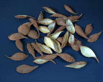 30 Dried Milkweed Pods Seed Pods Asclepias syriaca Dried Arrangements Craft Supplies Nature Crafting Floral Supplies Bronze Christmas decor