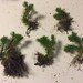 Live Shining Clubmoss Plants Adorable Petite Size For Fairy Garden, Terrarium, Garden