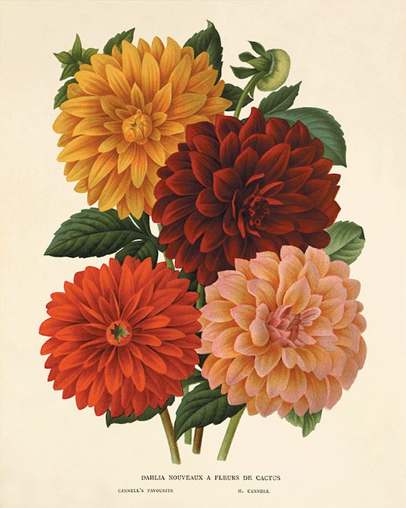 Dahlia Vintage flower art print garden wall art botanical