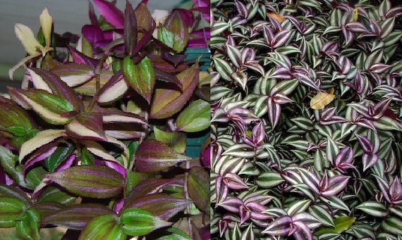 2 Types Green & Purple Wandering Jew Tradescantia House