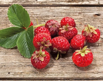 Windowsill Strawberry Garden Kit
