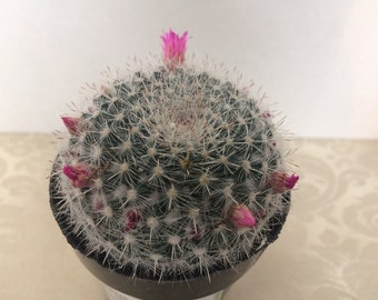 Medium Cactus Plant Mammillaria Hahniana. This Cactus looks like it has just caught fresh fallen snow.