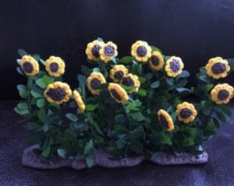 field of sunflowers for Nativity scene